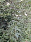 輭