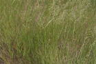Ǯ