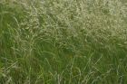 Ǯ
